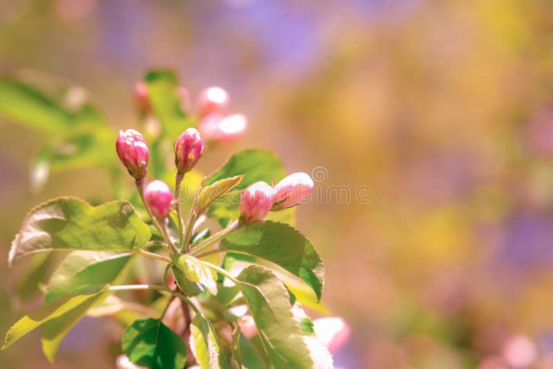 Pink apple blossom buds stock image. Image of close 184386025