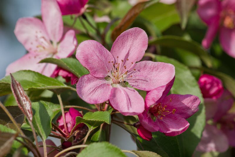 Pink appletree stock photo. Image of nature, tree, closeup 121334774