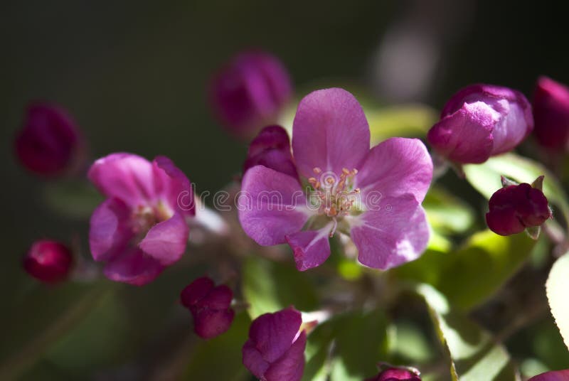 Pink Apple Blossom stock photo. Image of june, flowering 83878570