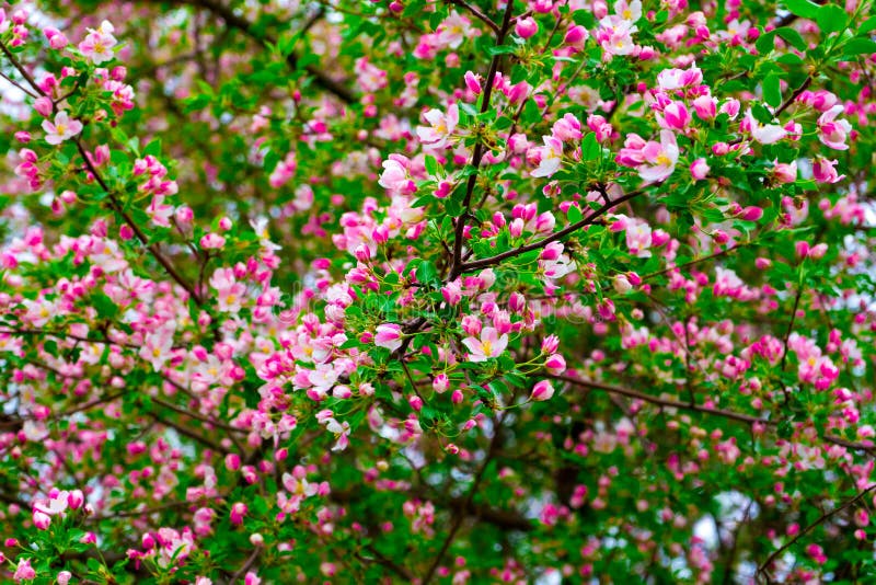 Pink Apple Blossoms in the Garden in Spring Stock Image Image of