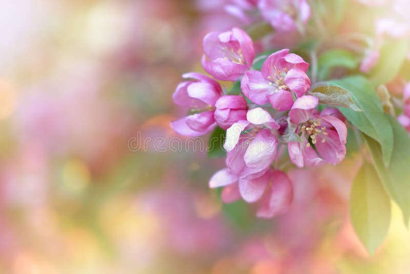 Pink Apple Flowers Blossom in Spring. Spring Wallpaper Stock Photo