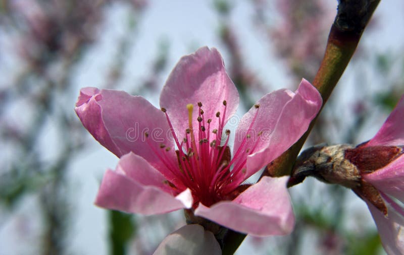 Apricot Blossom Pink Spring Flowers Stock Photo Image of grass
