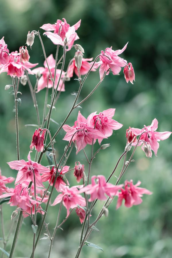 Pink Aquilegia flower close up. Spring garden flowers. Vertical crop. Pink Aquilegia flower close up. Spring garden flowers. Vertical crop