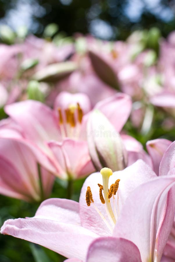 Pink asiatic lily stock photo. Image of blossom, stamen 23551002
