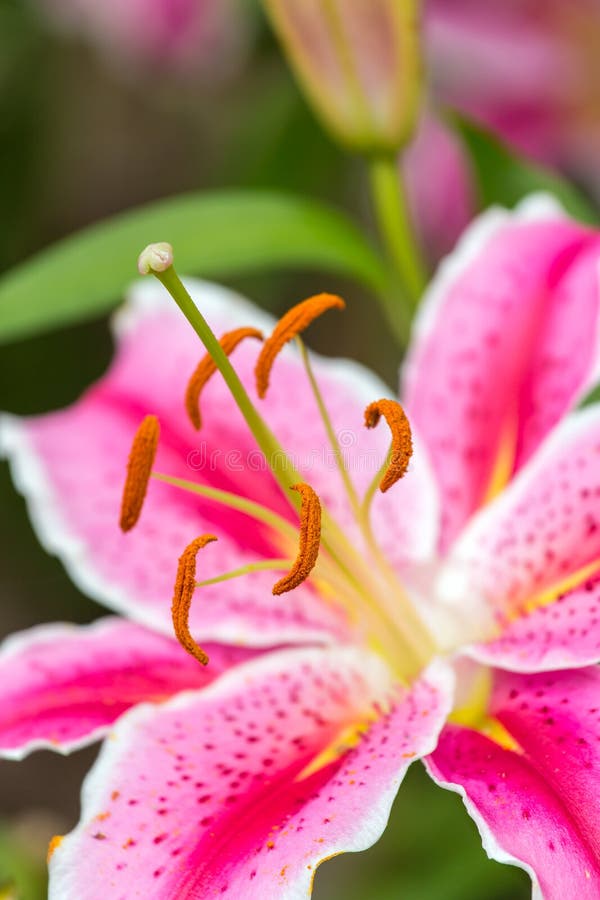 Pink Asiatic lily flower stock image. Image of leaf, beauty 92804641
