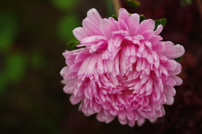Pink Aster Flower Close-up. Stock Photo - Image of flower, aster: 80227092