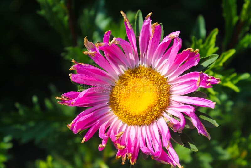 Pink Aster Flower on Flowerbed in Garden Stock Photo - Image of grow ...