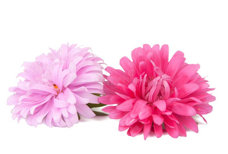 Pink aster isolated
