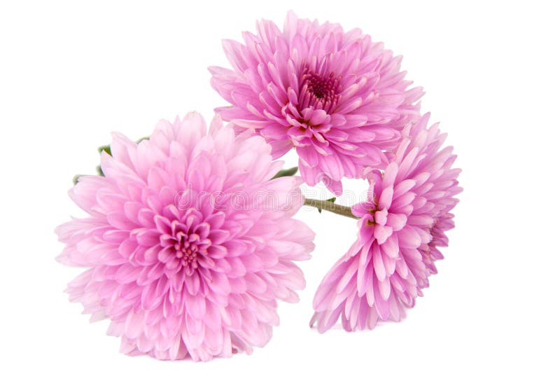 Pink aster isolated