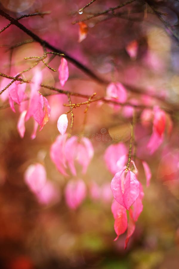 pink autumn background pink autumn background