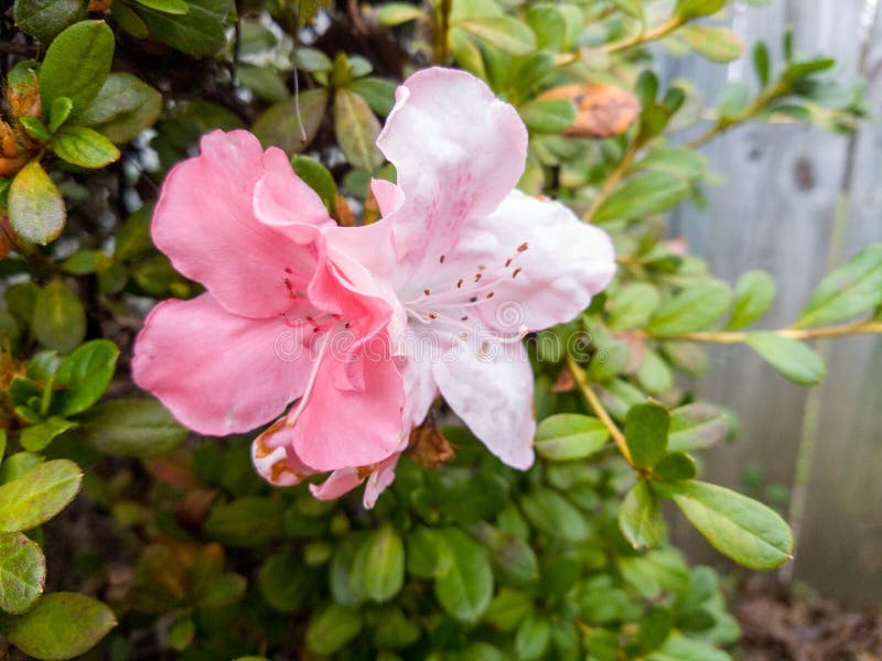 A Pink Azalea Bush in Bloom Stock Photo Image of bloom, fall 105158988