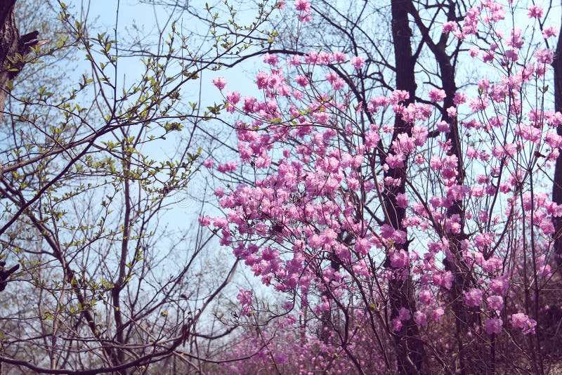 Pink azalea in the forest