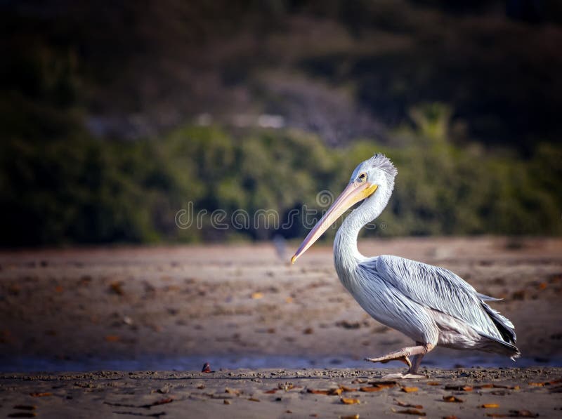 The Pink-backed Pelican or Pelecanus rufescens is going on the beach in the sea Somone lagoon in Africa, Senegal. It is