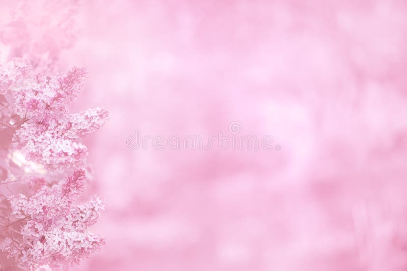 Pink background with lilac flowers