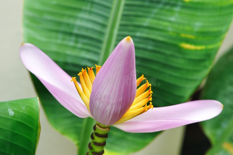 Pink banana flower stock image. Image of petal, descriptive 12951103