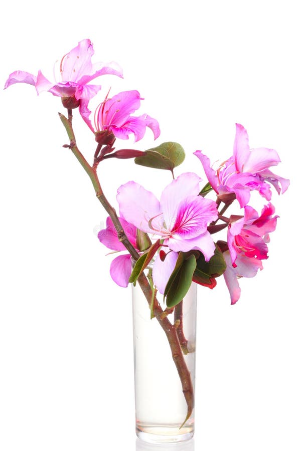 Pink Bauhinia flower royalty free stock photo Pink Bauhinia flower royalty free stock photo