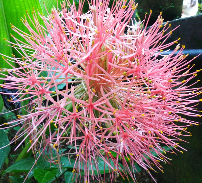 Pink Beautiful Onion Flower, Good View Stock Photo Image of onion
