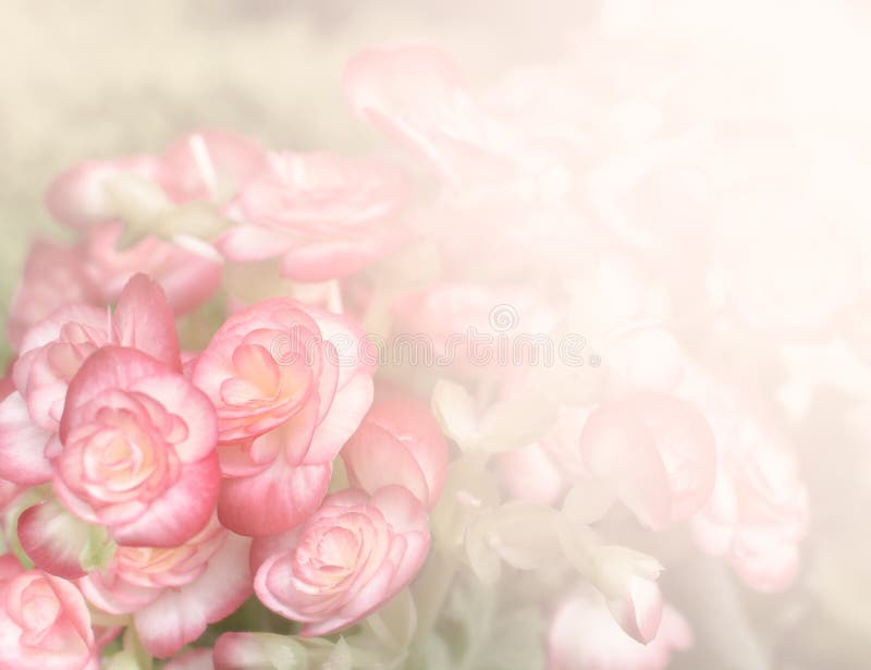 Begonia Flower on Vintage Paper Background Stock Photo - Image of paper ...