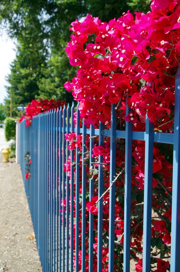 White picket fence stock image. Image of path, petal 10091801