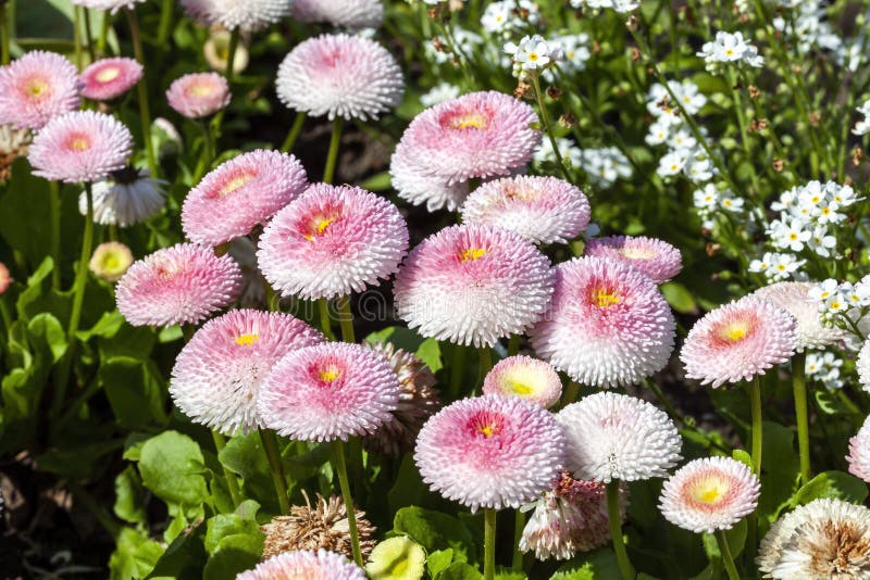 Bellis Perennis White Red Daisy Annual Flowers 50 Seeds Rare Bloom Garden Plant 