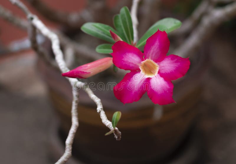 Pink bignonia flowers or Adenium flower or Adenium multiflorum on the tree and it is in the pot stock photography Pink bignonia flowers or Adenium flower or Adenium multiflorum on the tree and it is in the pot stock photography