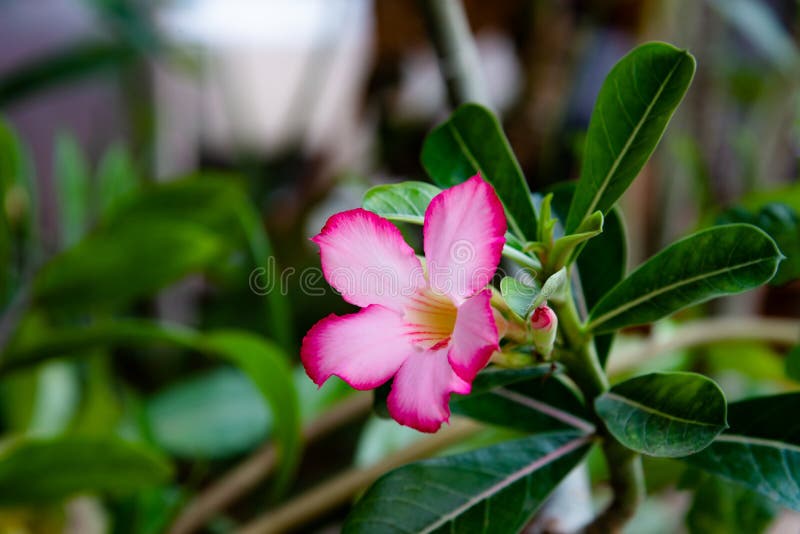 Pink Bignonia flowers or Adenium flowers, Adenium multiflorum royalty free stock photo Pink Bignonia flowers or Adenium flowers, Adenium multiflorum royalty free stock photo
