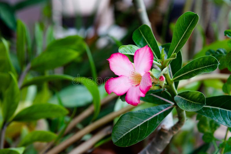 Pink Bignonia flowers or Adenium flowers, Adenium multiflorum stock image Pink Bignonia flowers or Adenium flowers, Adenium multiflorum stock image