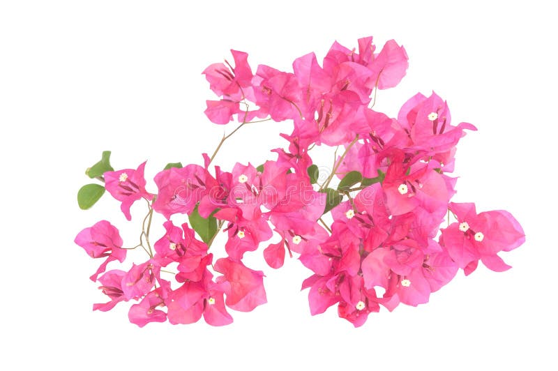 Pink Blooming Bougainvilleas Stock Image - Image of flower, color: 44796565