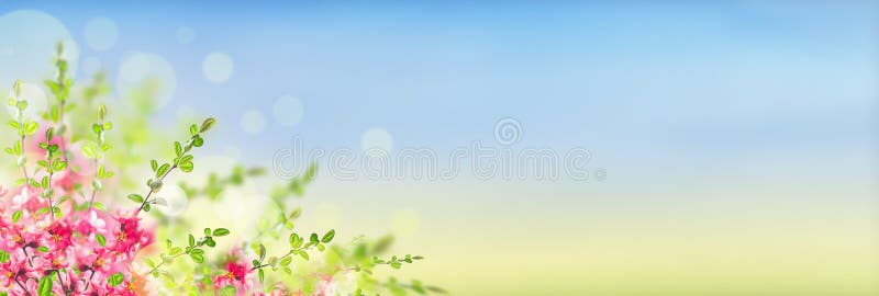 Pink blooming flowers bush on sunny landscape background with bokeh, banner