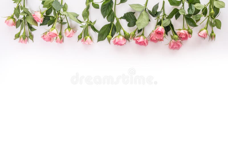 Pink blooming fresh roses from up borders on white background