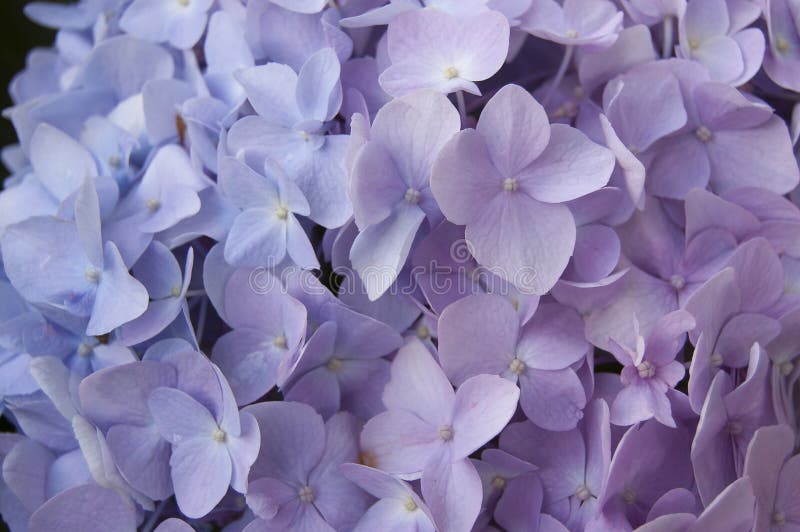 Pink blooming hydrangea