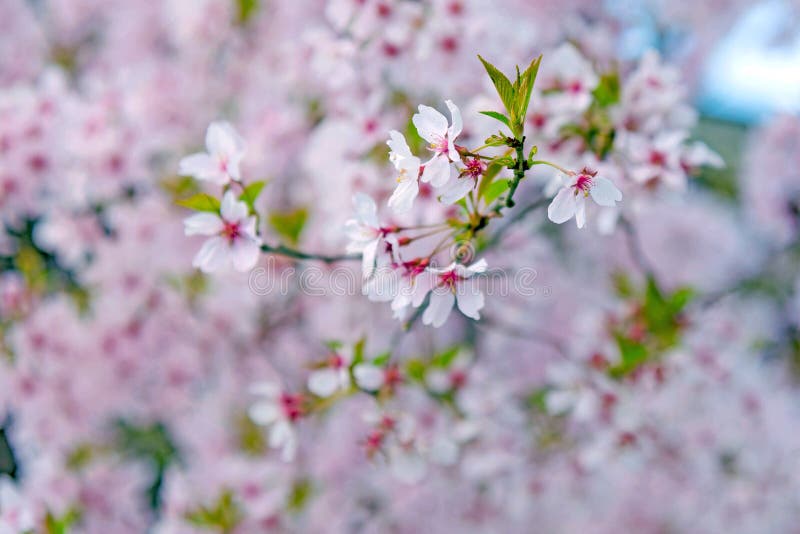 Pink blossom in Japan stock image. Image of japanese 93527149