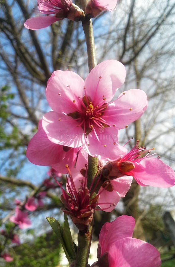 Peach flowers stock image. Image of peach, flowers, ukraine 115498939