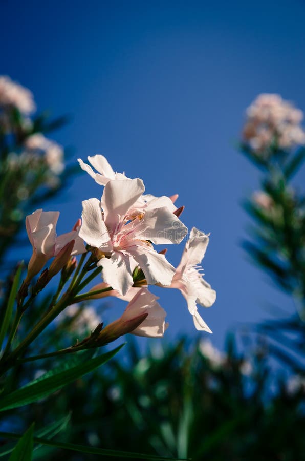 Pink Blossoming Oleander Flower Stock Photo - Image of vegetation, bush ...