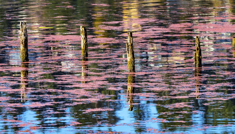 Pink Blue Reflection Abstract Juanita Bay Park Lake Washington Kirkland Washiington