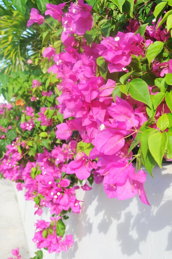 PINK BOUGAINVILLEA stock photo. Image of entry, plant - 25775768