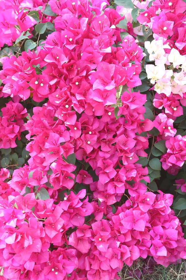 Pink Bougainvillea Blooming on Tree. Stock Photo Image of plant, tree