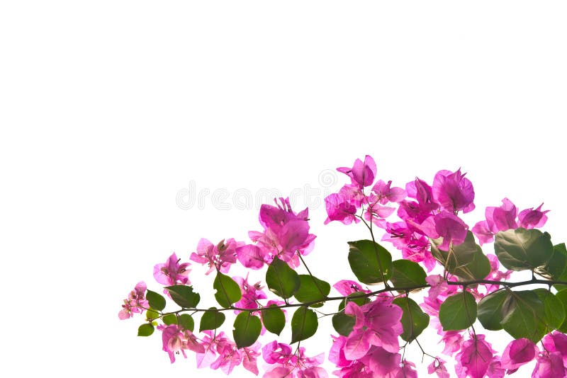 Pink bougainvillea flower