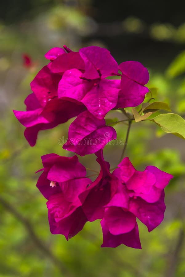 Pink Bougainvillea Flower blossom in Asia stock images Pink Bougainvillea Flower blossom in Asia stock images