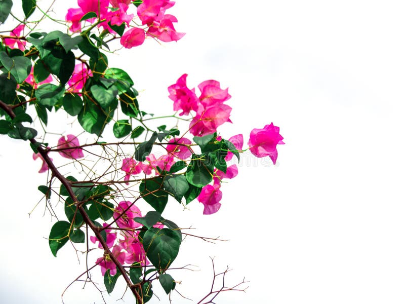 Pink Bougainvillea Flower, Bougainvillea Is A Thorny Ornamental Vines ...