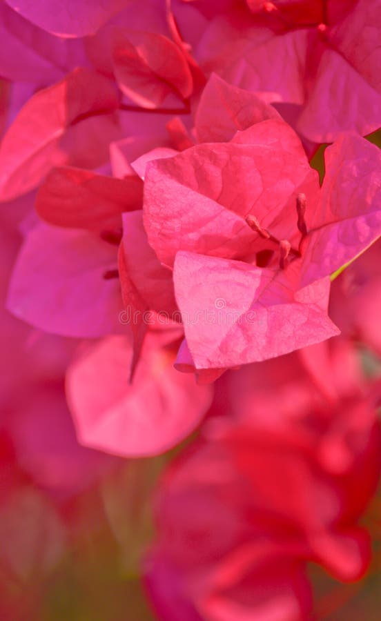 Pink bougainvillea flower in garden