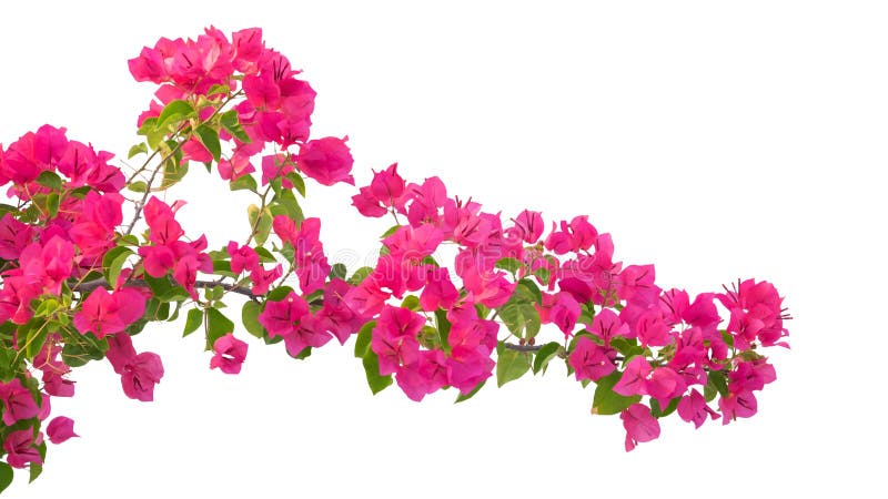 Pink Bougainvillea Flower Isolated on White Background Stock Image ...