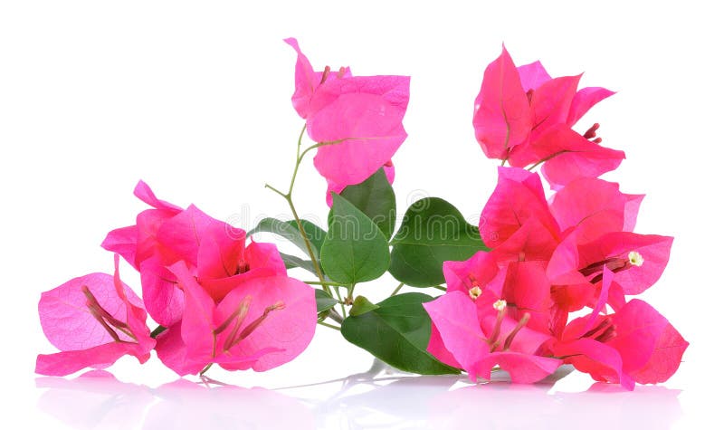 9,474 Bright Pink Bougainvillea Stock Photos - Free & Royalty-Free ...