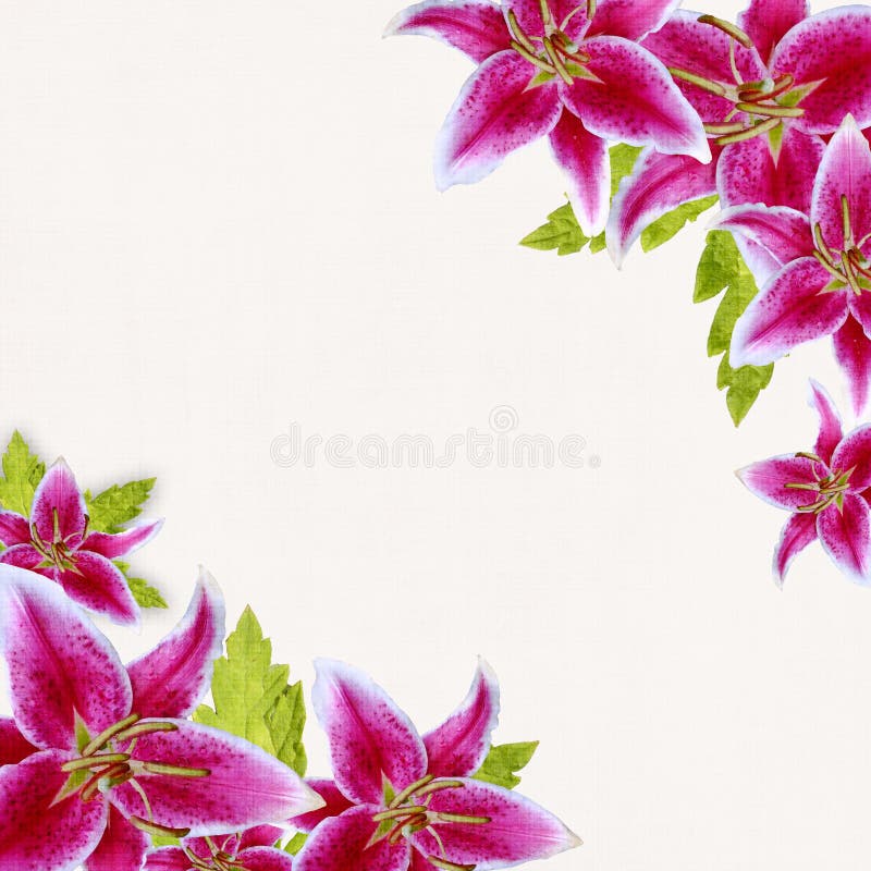 Pink bridal lilies border on white background