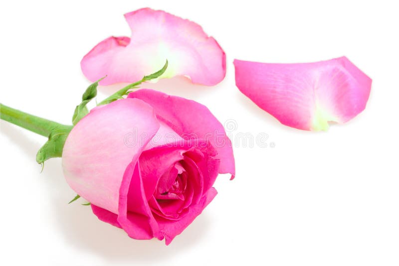 Pink bud-flower of rose