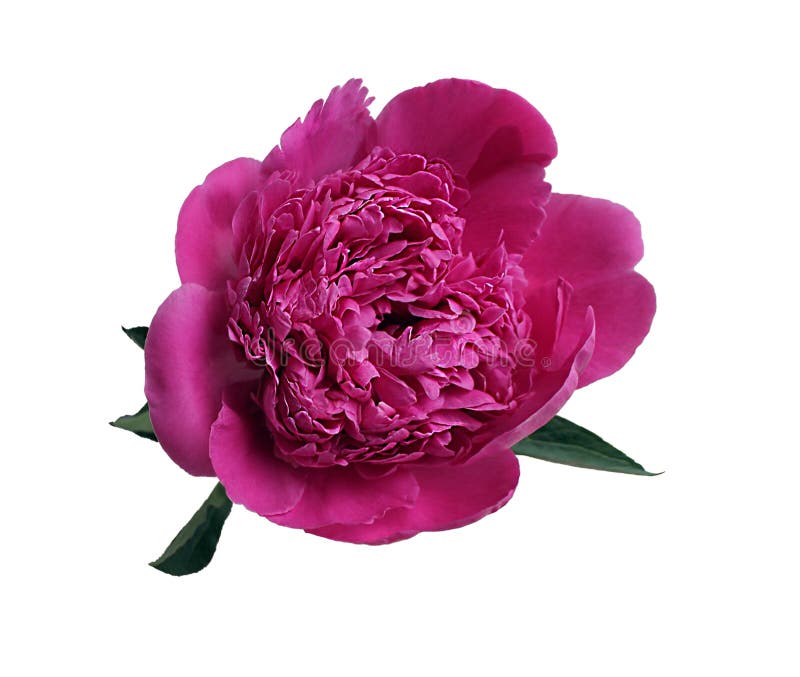 Pink bud of peony flowers isolated on white background. Blooming lush peonies for design
