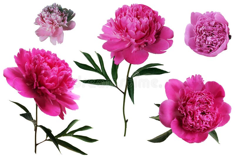 Pink buds of peonies flowers isolated on white background. Set of blooming lush peonies for design