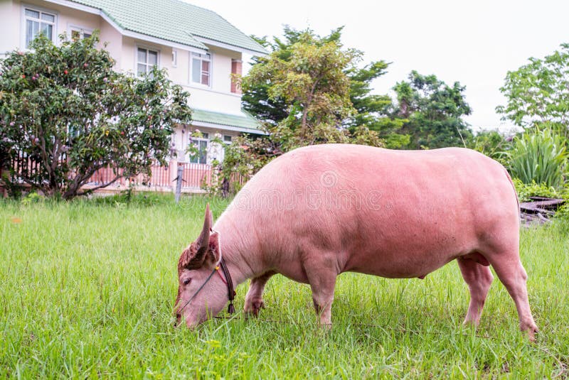 Pink buffalo smile stock photo. Image of graphic, sweet 91113308