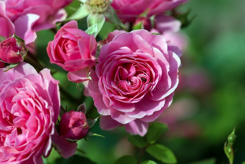 Pink Bulgarian Rose double flowers blooming in summer garden