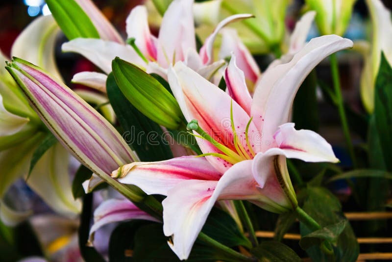 Pink of bunch lily flower